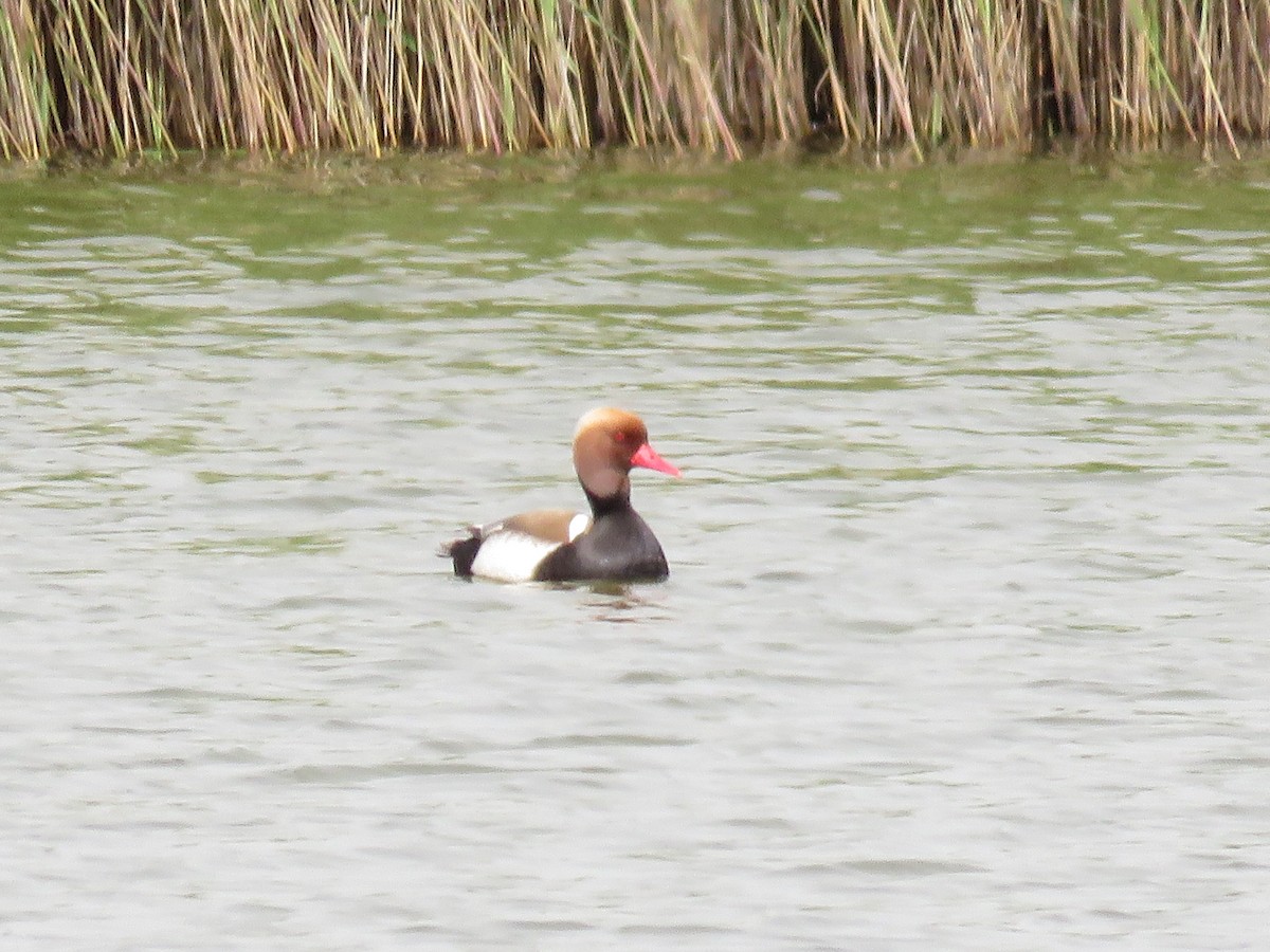 Red-crested Pochard - ML618715193