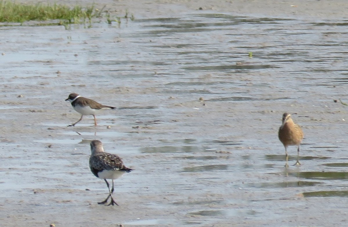 Long-billed Dowitcher - James Asmuth