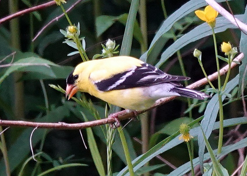 American Goldfinch - ML618715207