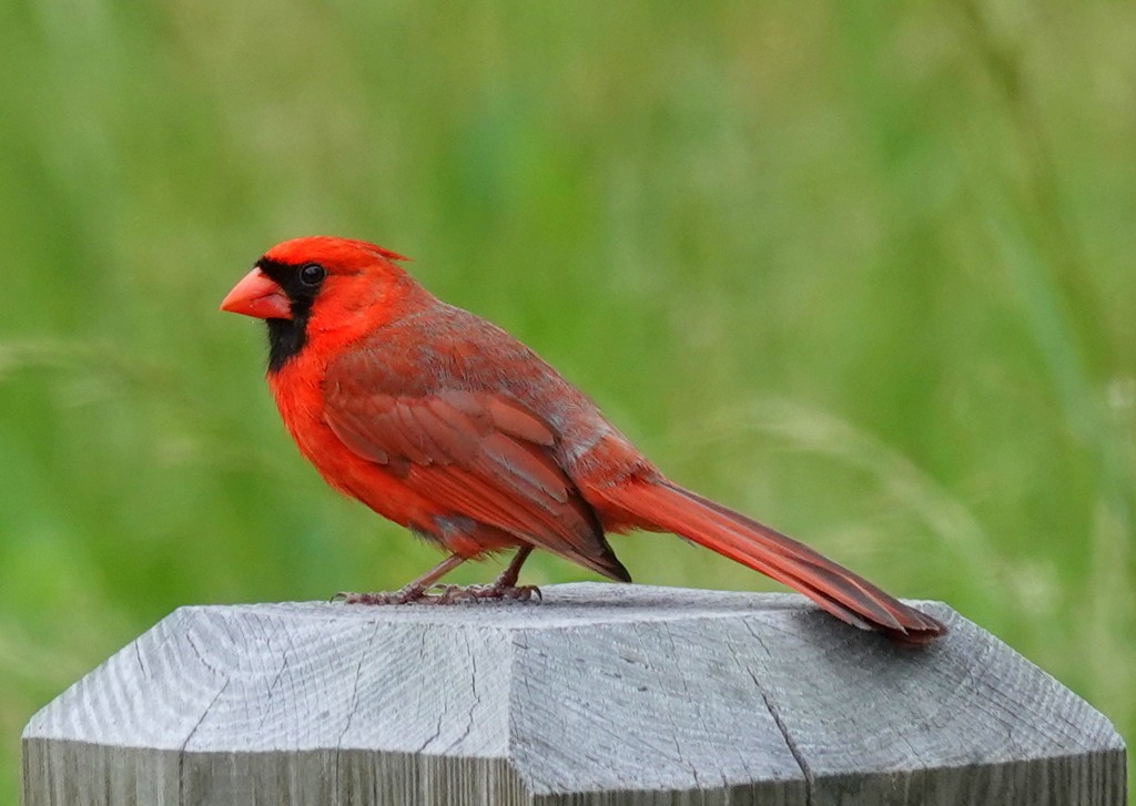 Cardinal rouge - ML618715216