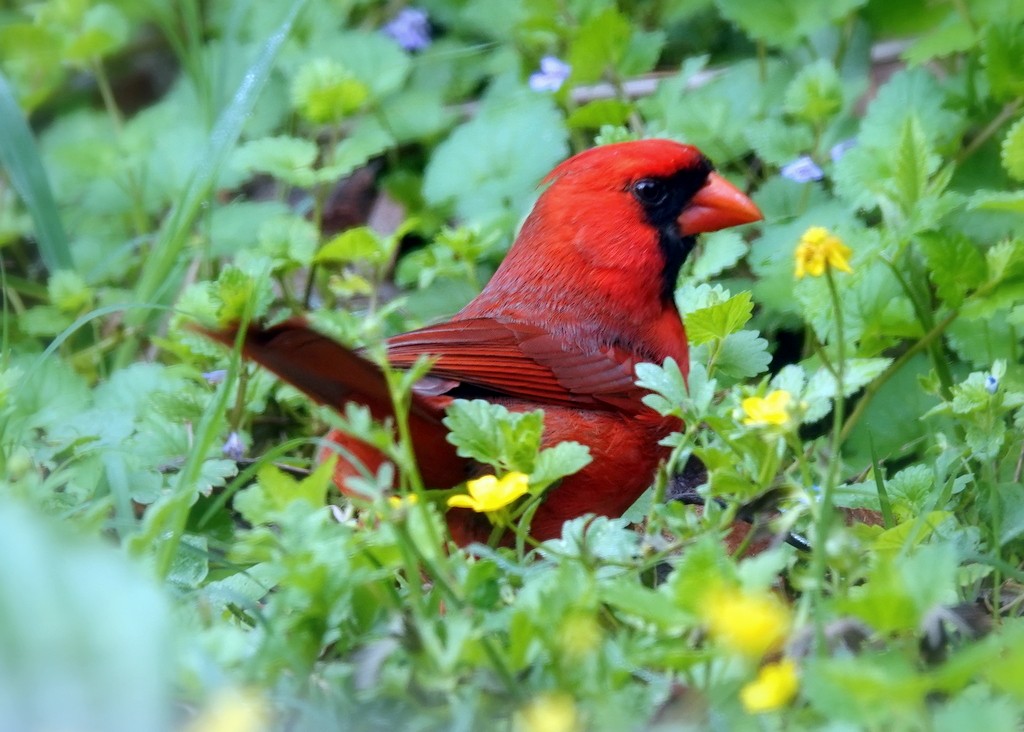Cardinal rouge - ML618715217
