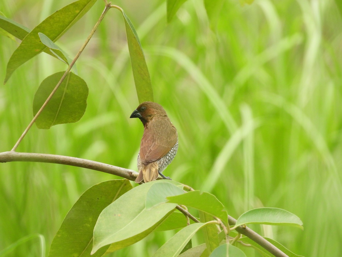 Scaly-breasted Munia - ML618715218