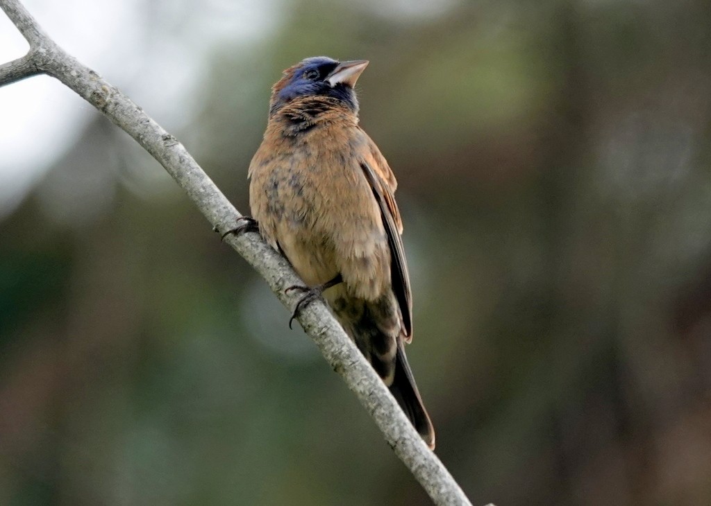 Blue Grosbeak - ML618715222