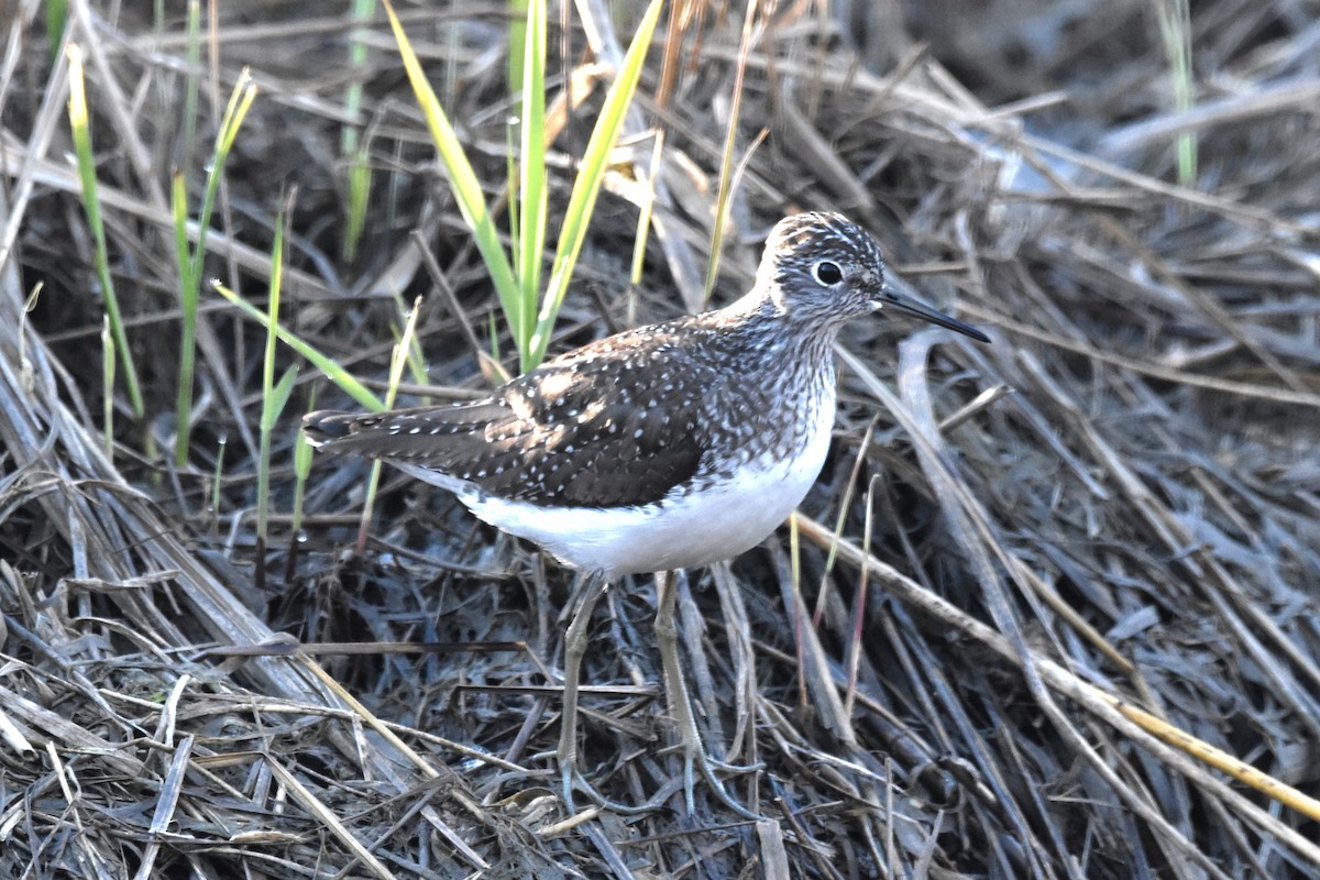 Solitary Sandpiper - ML618715236