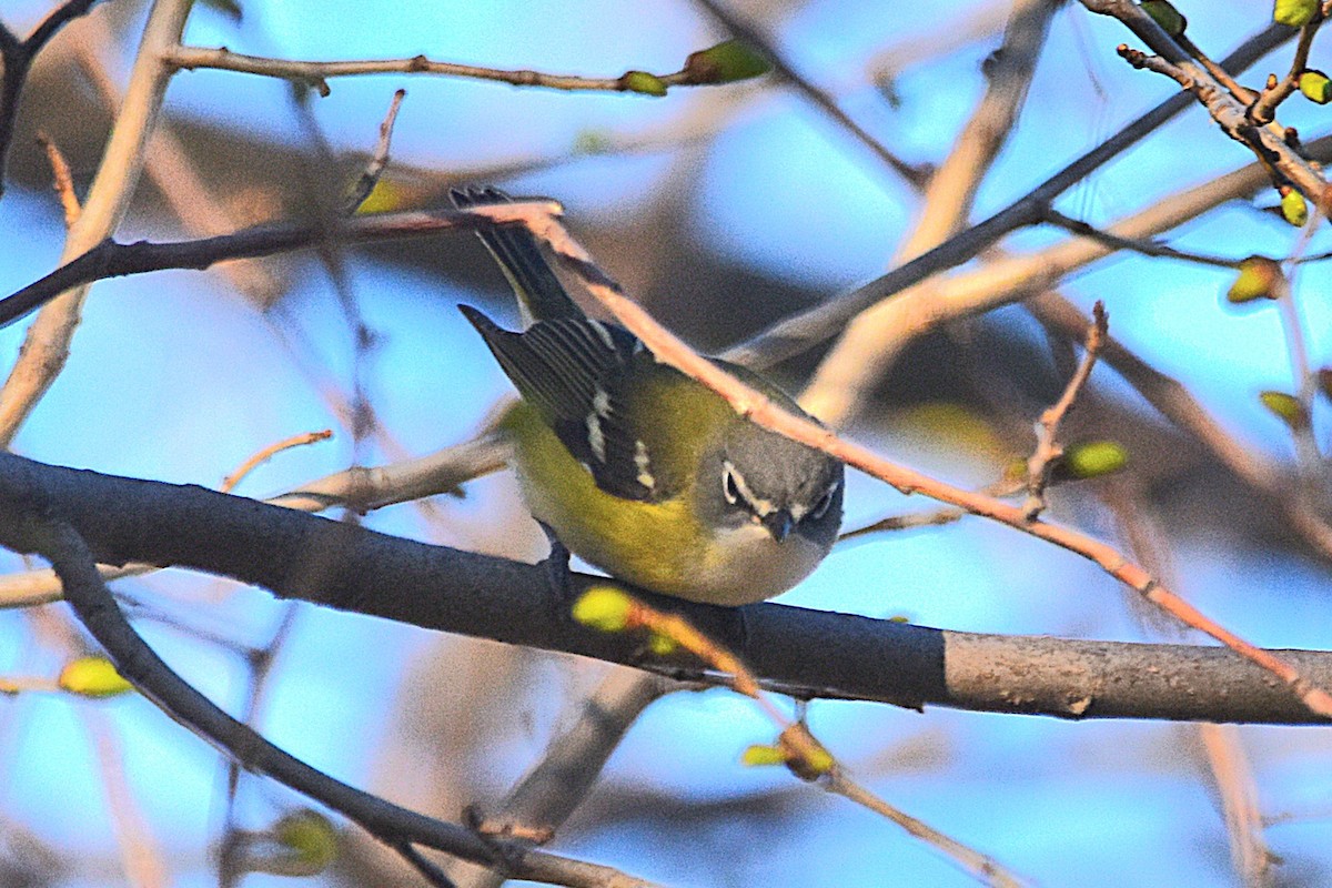 Mavi Başlı Vireo - ML618715248