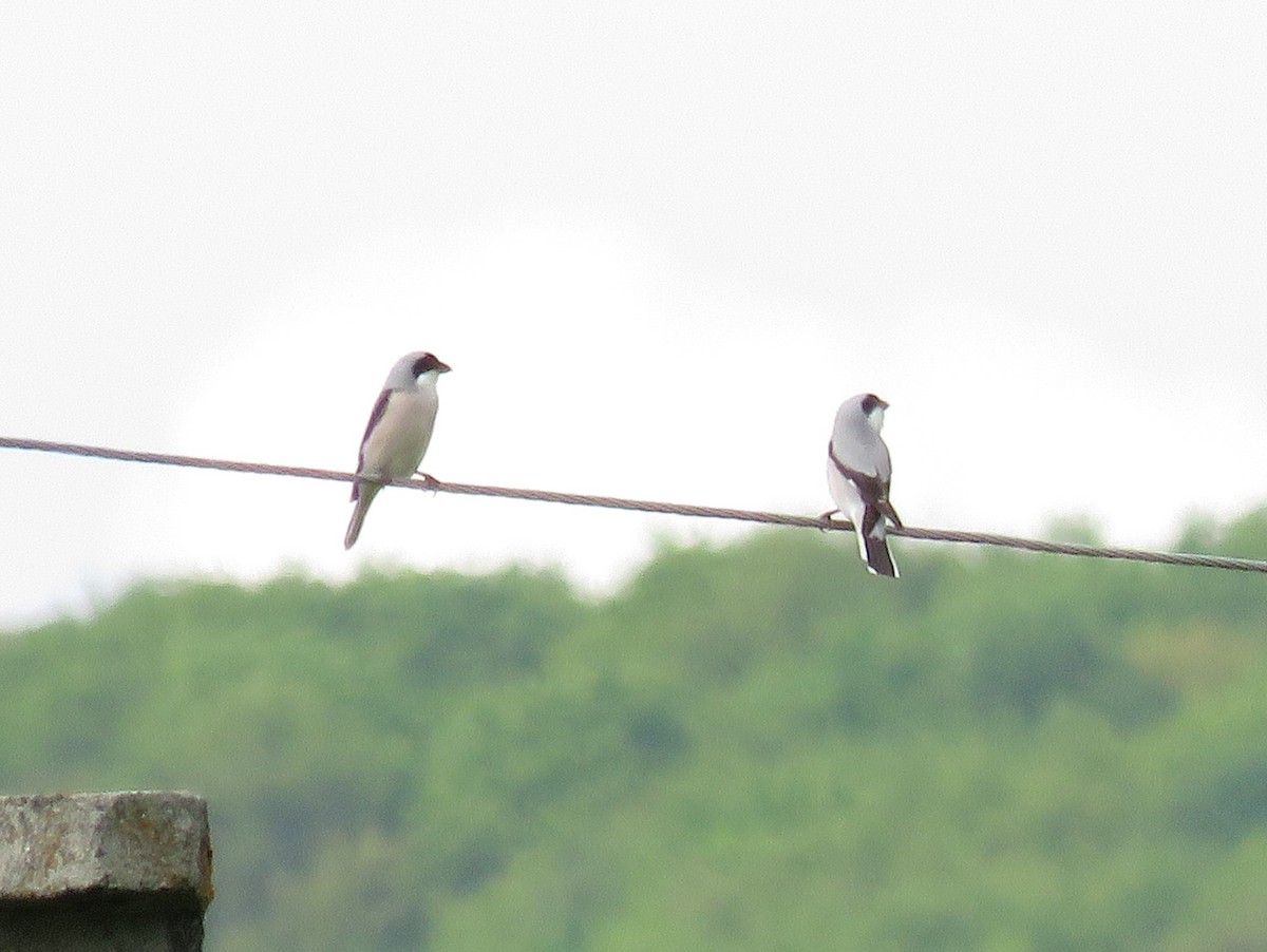 Lesser Gray Shrike - ML618715315