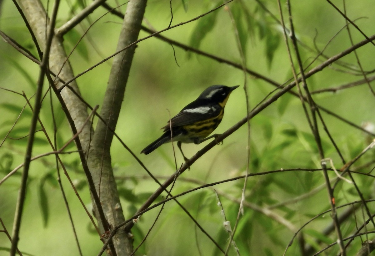 Magnolia Warbler - Patty McQuillan