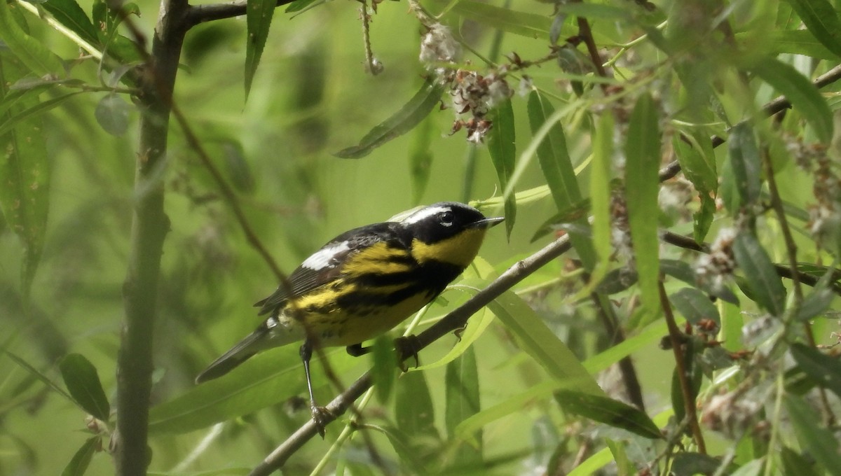 Magnolia Warbler - ML618715347
