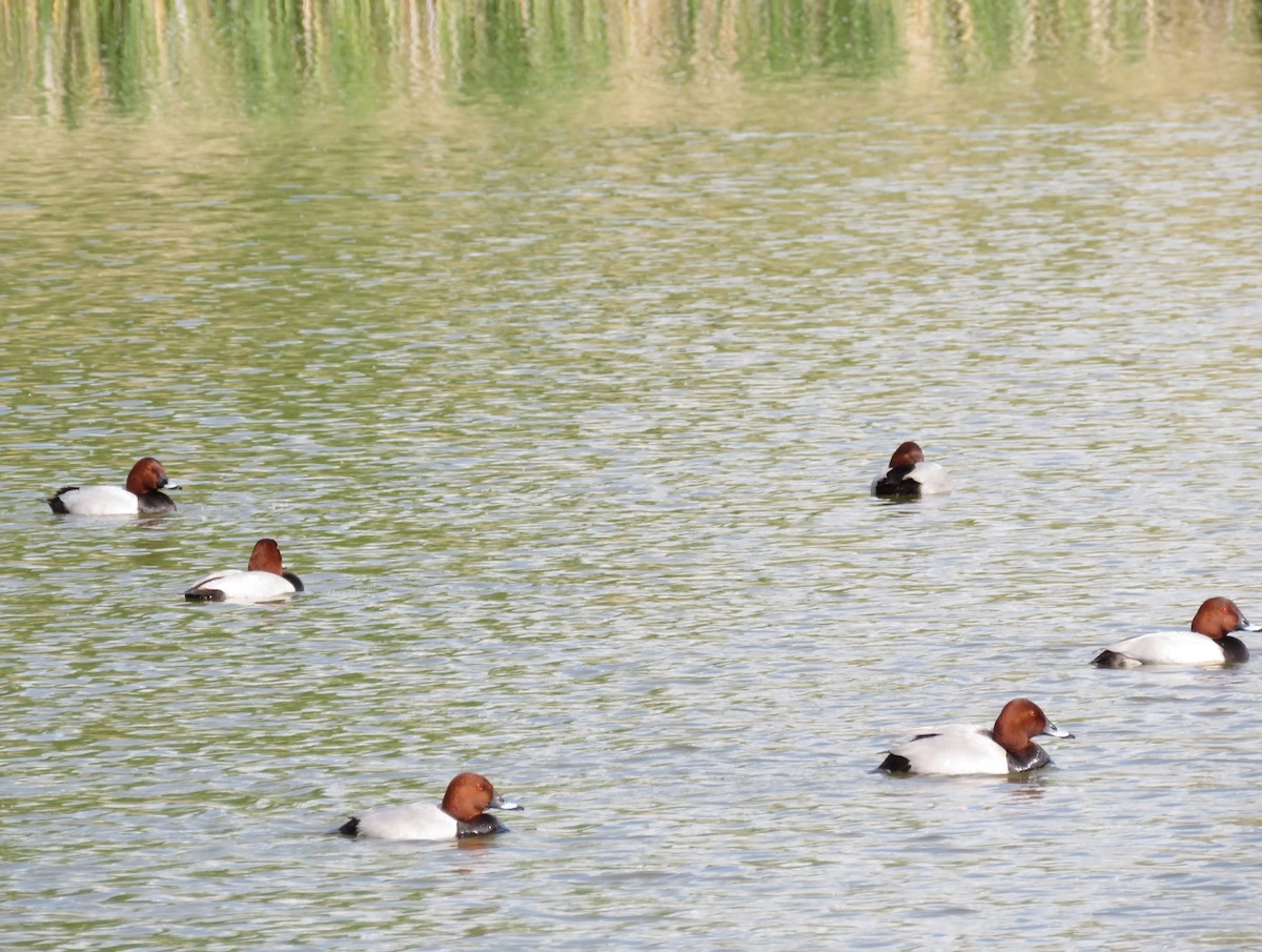 Common Pochard - ML618715394