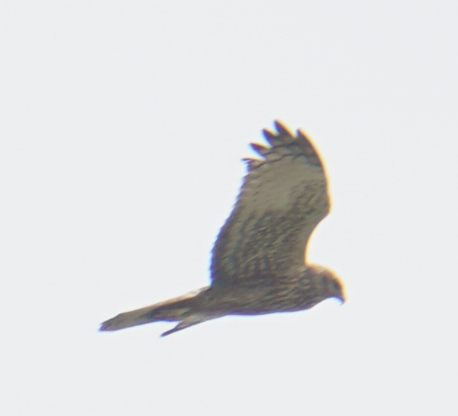 Eastern Marsh Harrier - Lin Loner