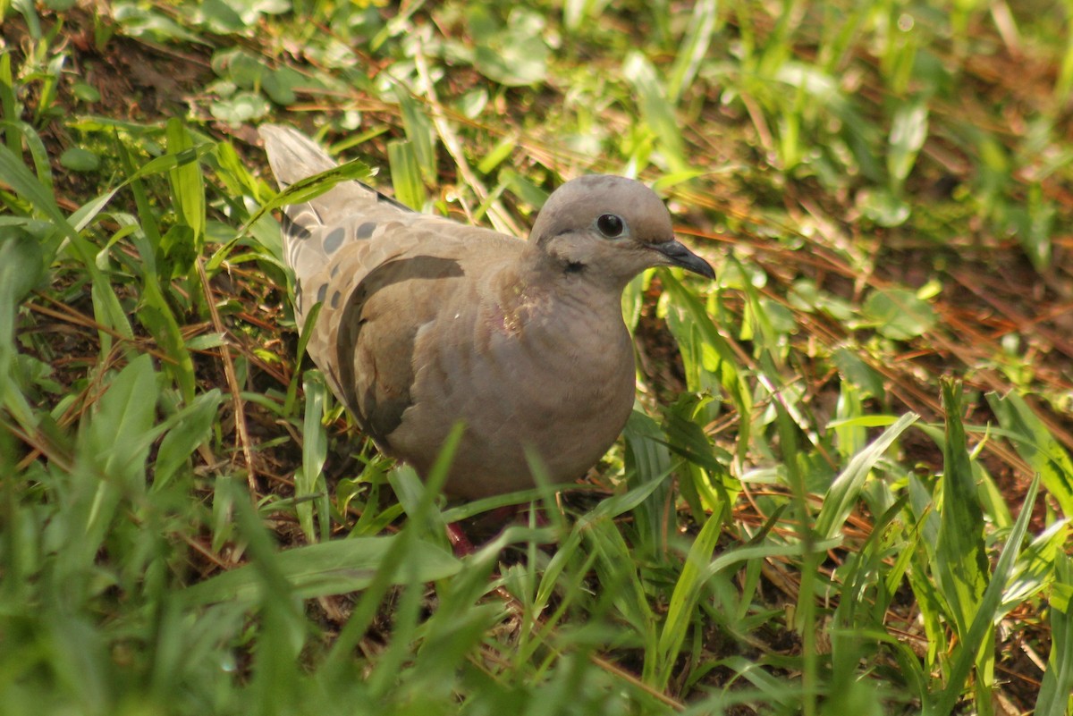 Eared Dove - ML618715403