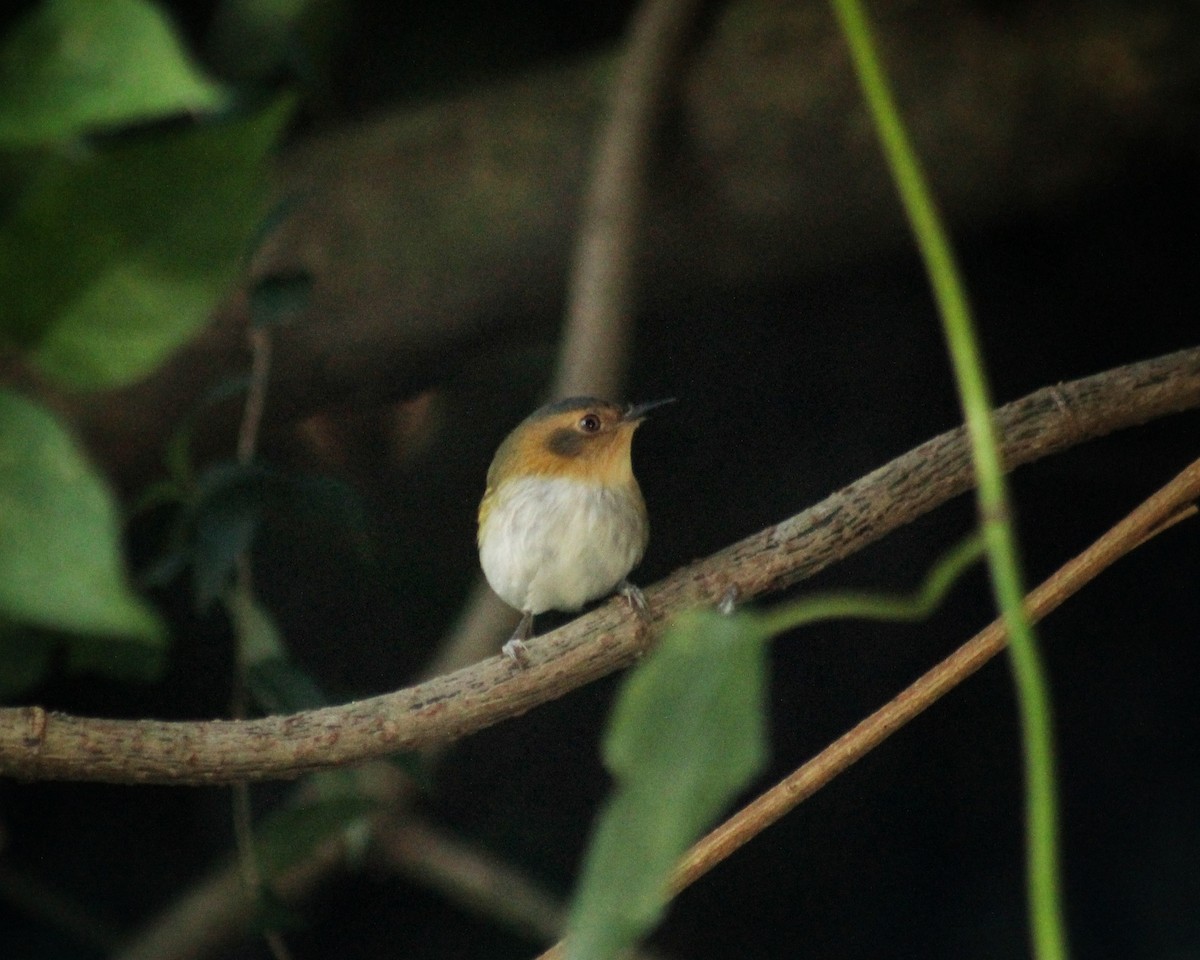 Ochre-faced Tody-Flycatcher - Guillermo Andreo