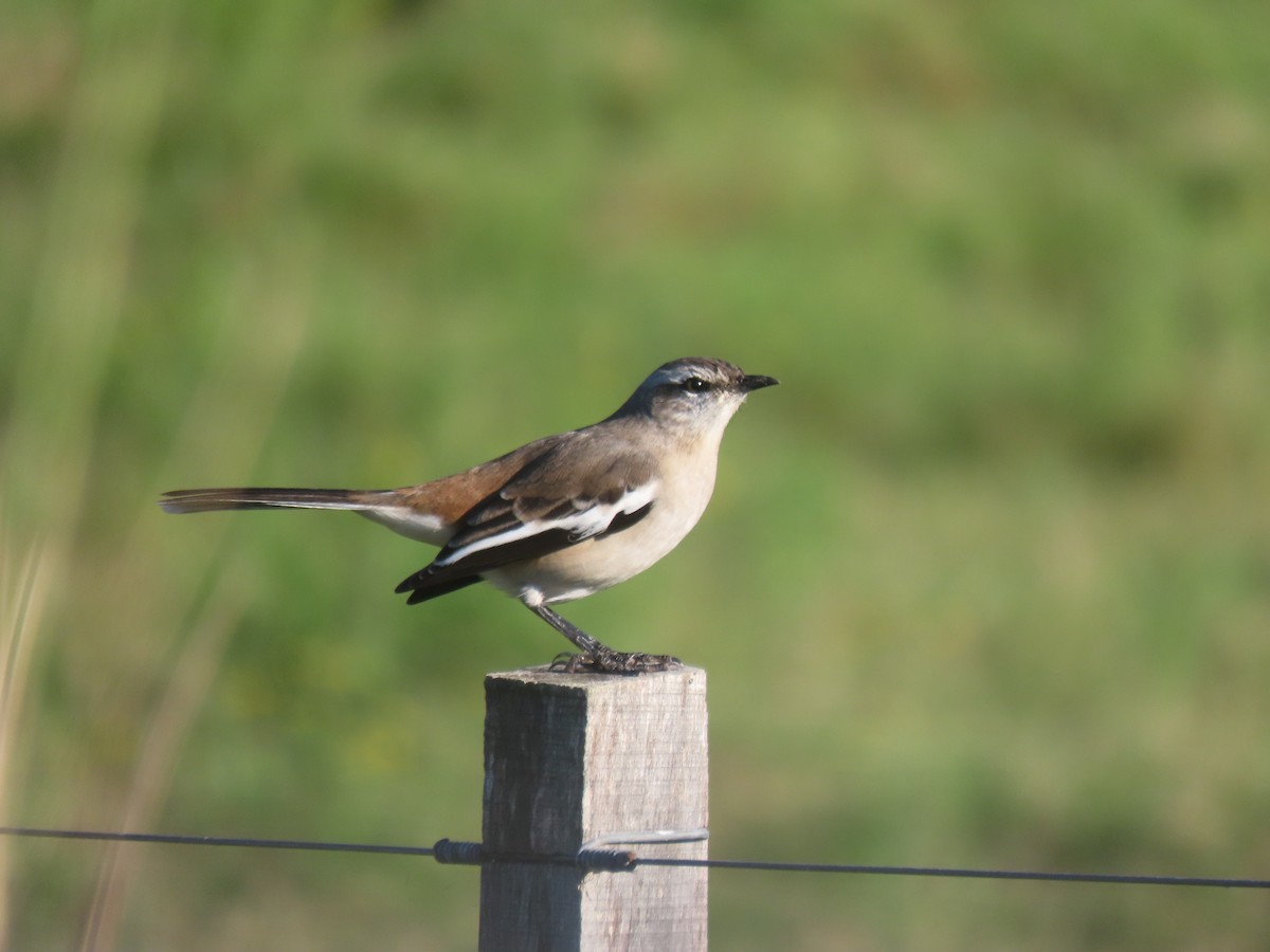 White-banded Mockingbird - Andrey Apashkin