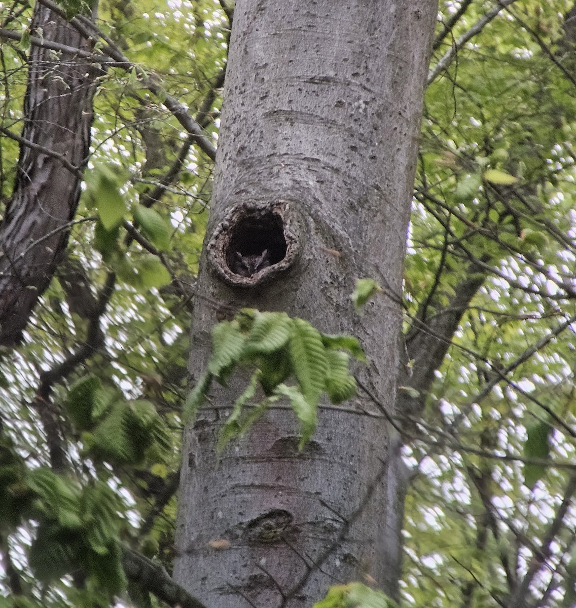 Eastern Screech-Owl - ML618715431