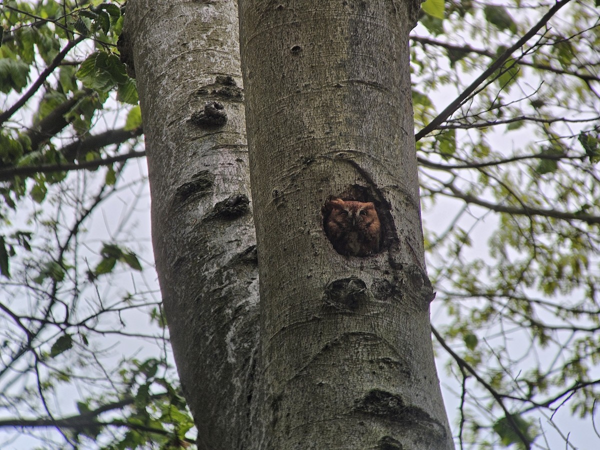 Eastern Screech-Owl - ML618715432