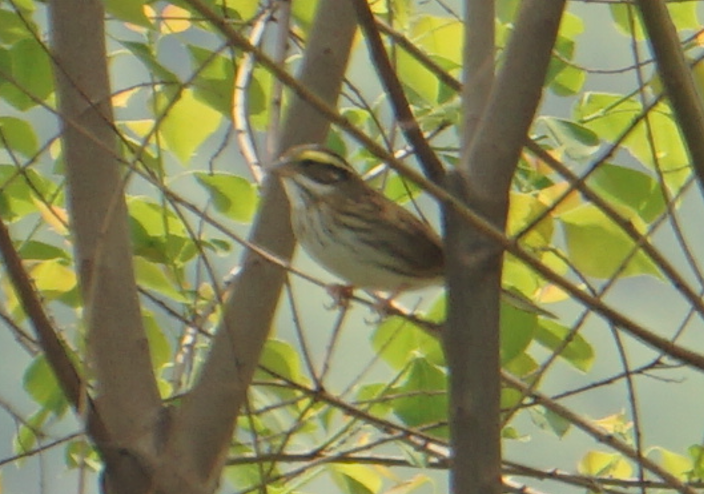 Yellow-browed Bunting - ML618715433