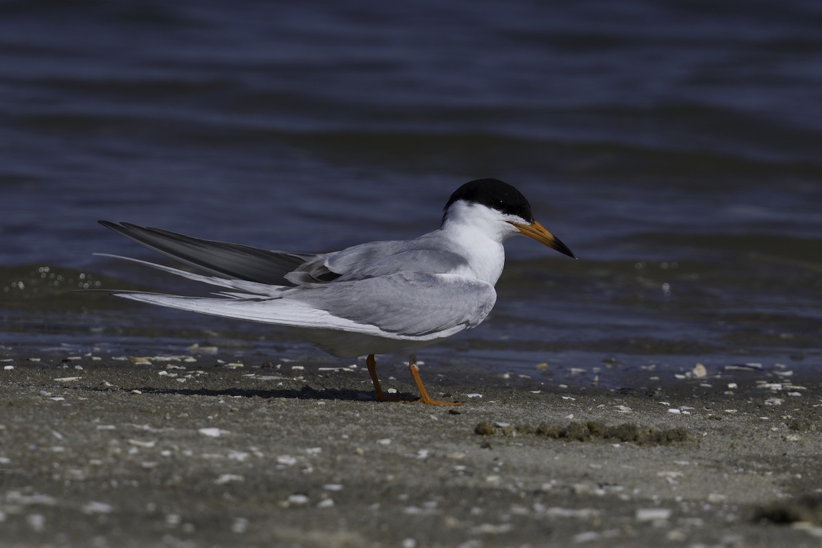 Forster's Tern - Joe Mahaffey