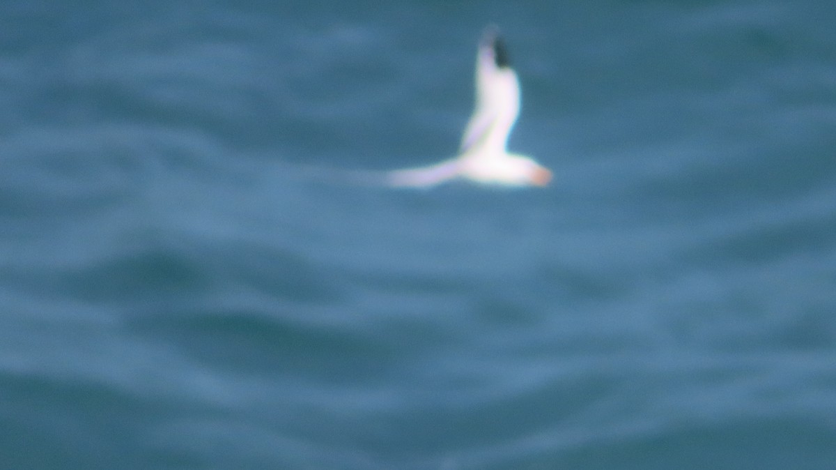 White-tailed Tropicbird - ML618715449