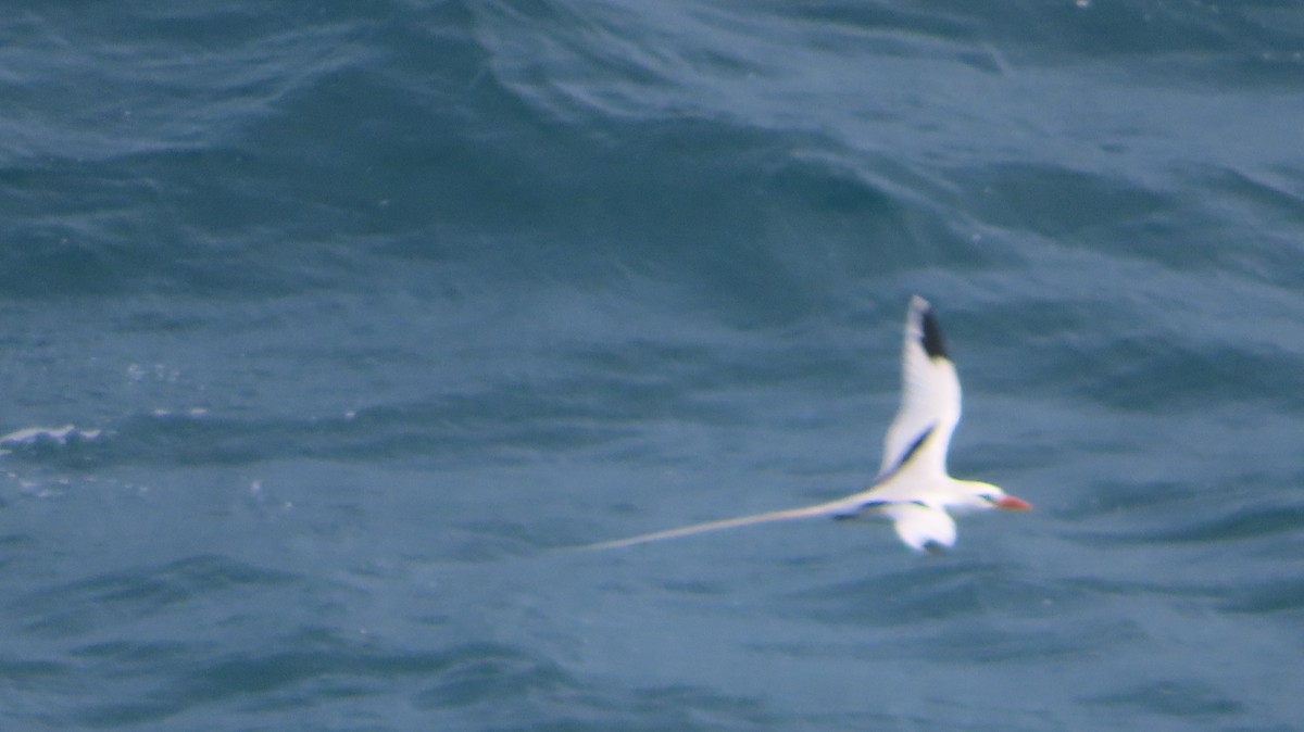 White-tailed Tropicbird - ML618715457