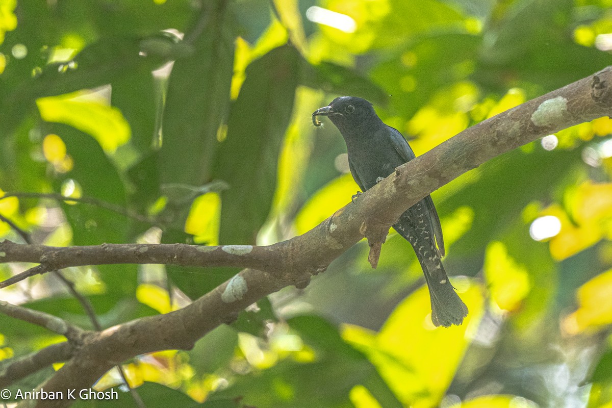 Square-tailed Drongo-Cuckoo - Anirban K Ghosh