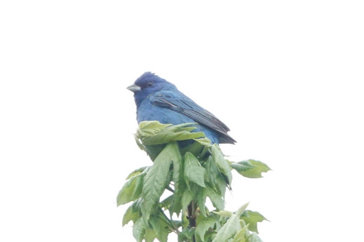 Indigo Bunting - ML618715473