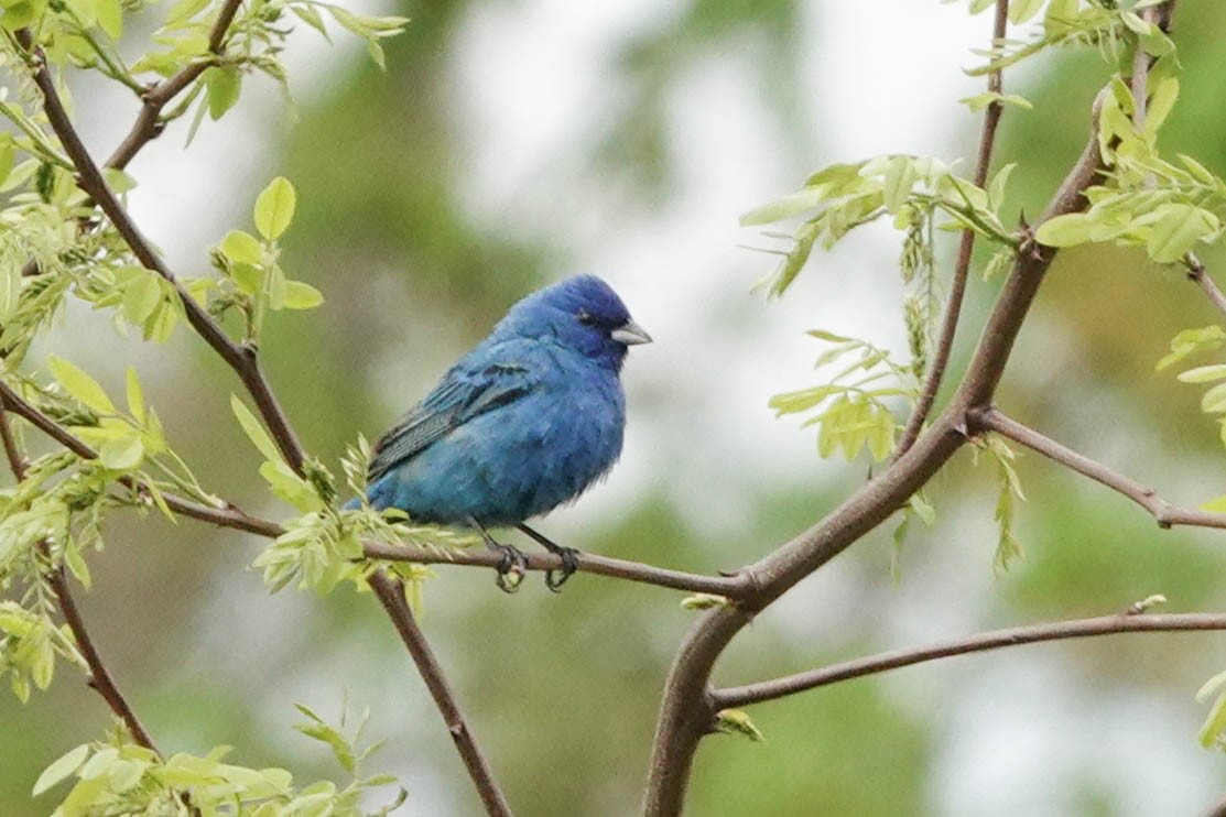 Indigo Bunting - ML618715474