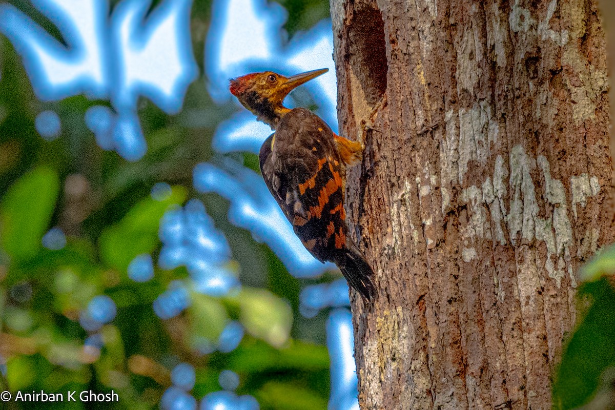 Orange-backed Woodpecker - ML618715484