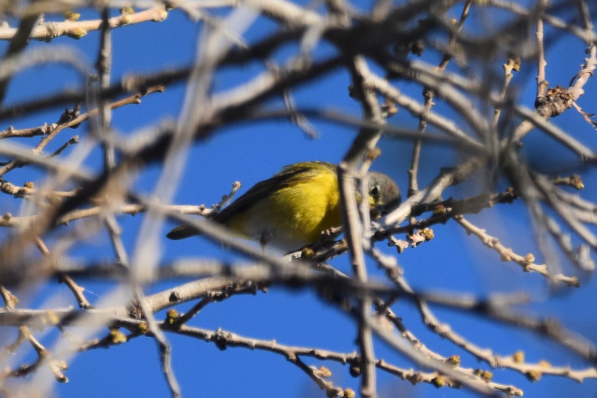 Nashville Warbler - Lee Adam