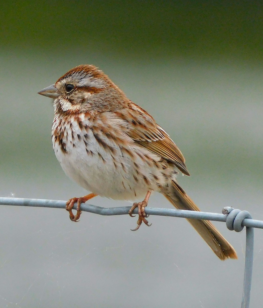 Song Sparrow - ML618715489