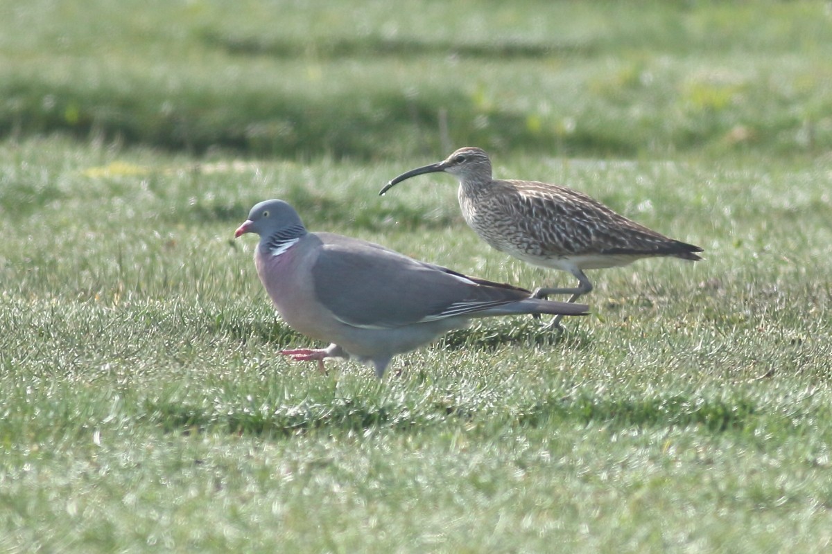 Whimbrel - ML618715497