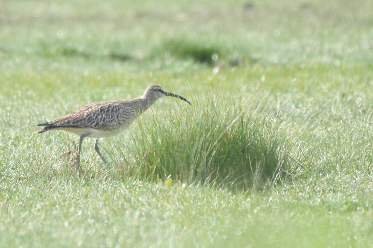 Whimbrel - ML618715499