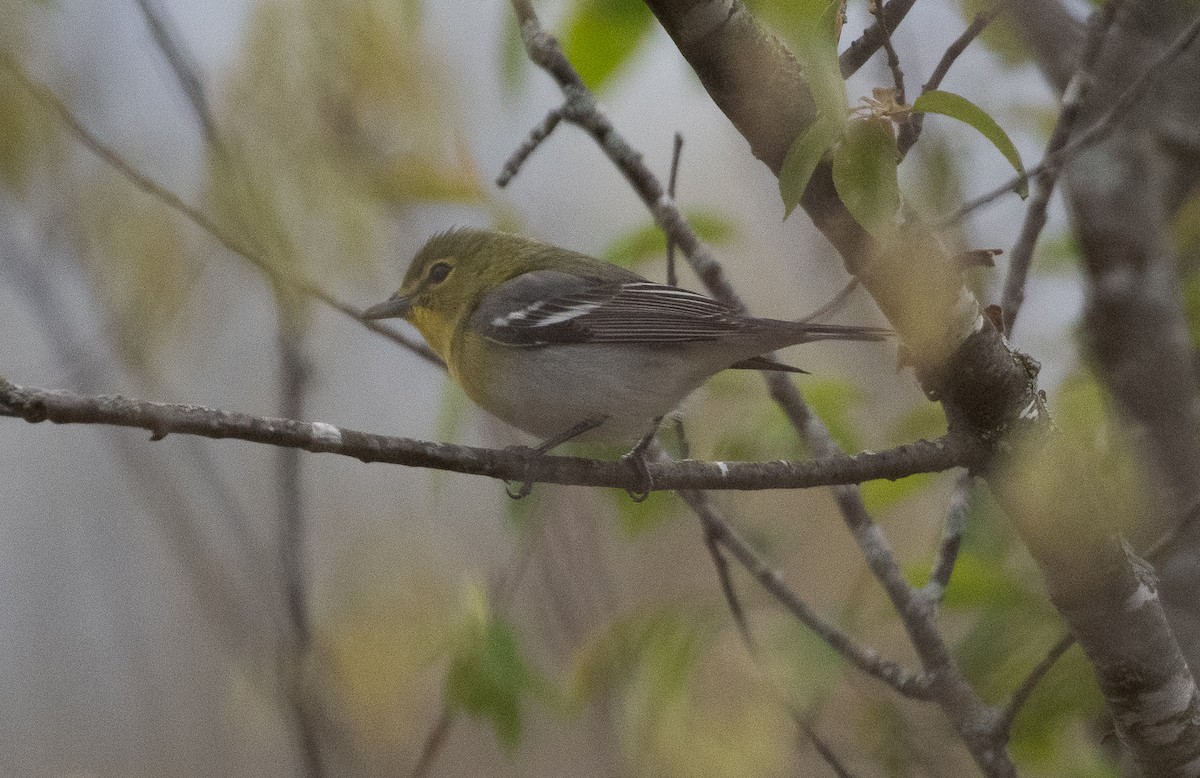 Yellow-throated Vireo - Demelza and Josh Larson