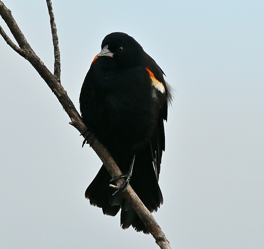 Red-winged Blackbird - Regis Fortin