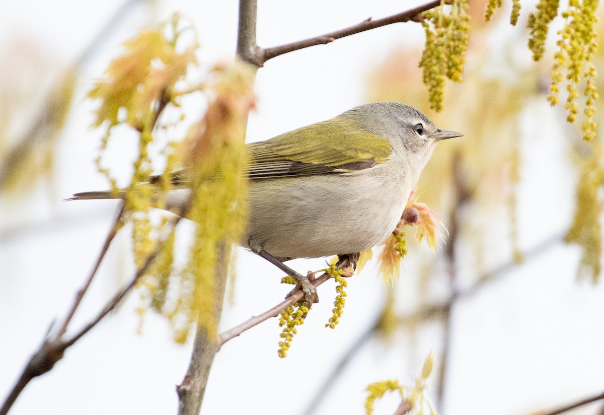 Tennessee Warbler - ML618715539