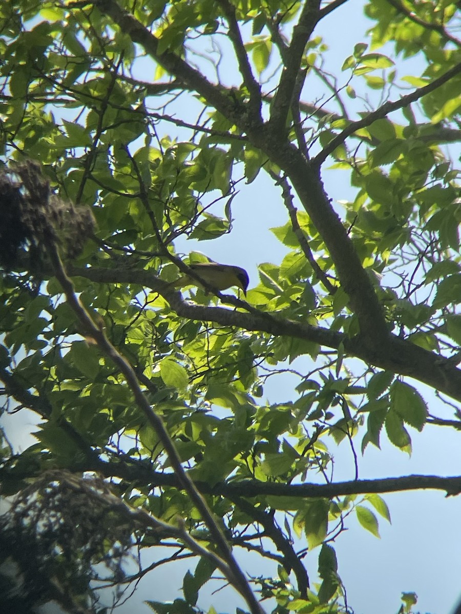 Common Yellowthroat - ML618715563