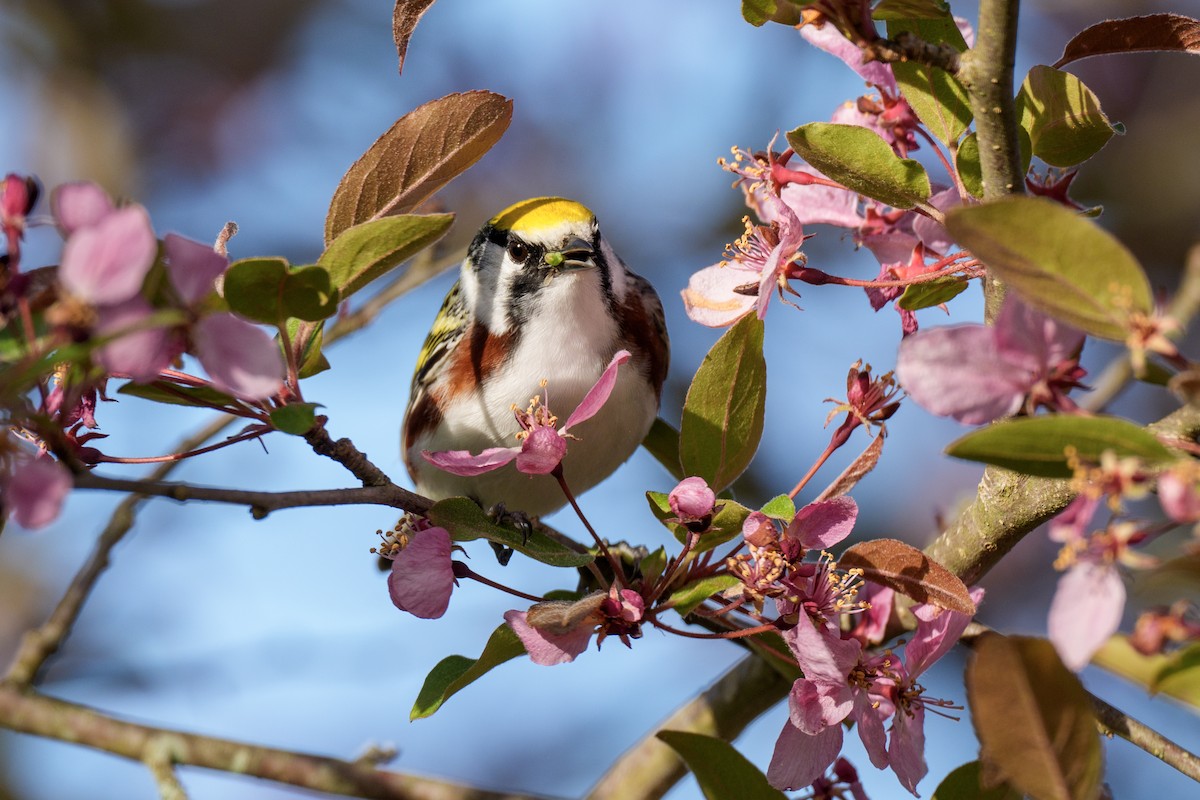 Chestnut-sided Warbler - Jeff Hapeman