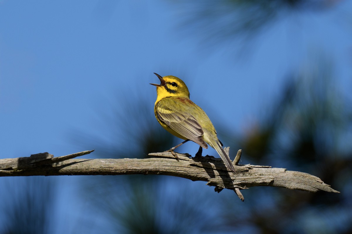 Prairie Warbler - Jeff Hapeman