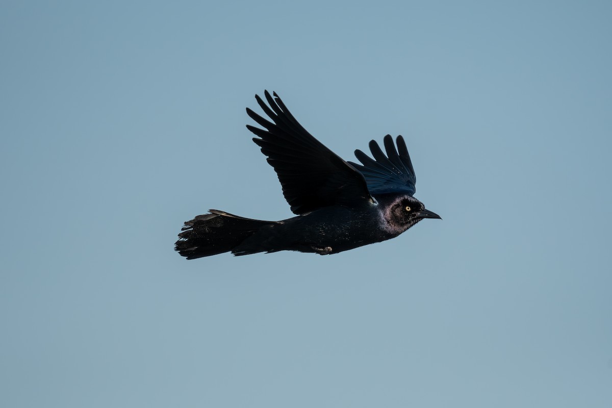 Boat-tailed Grackle - Joe Mahaffey