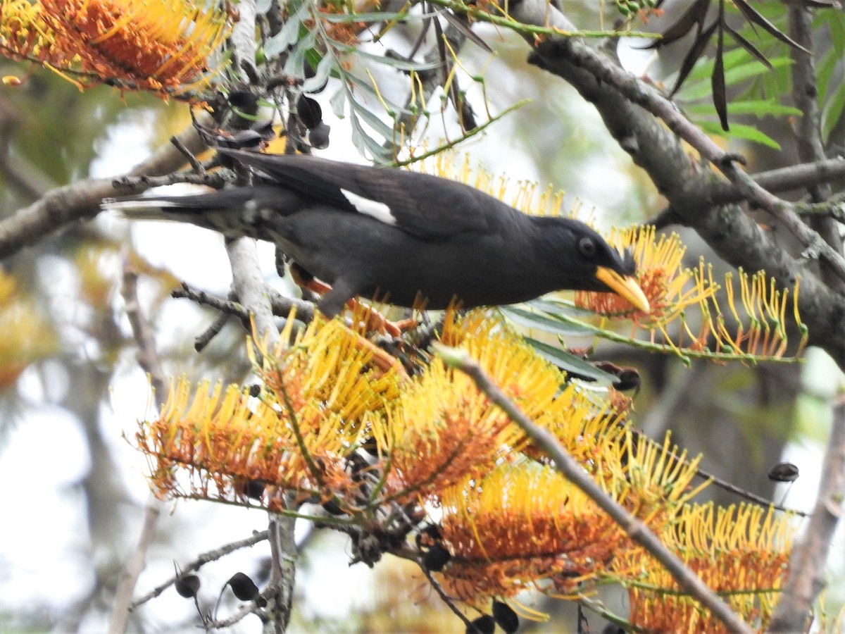 Great Myna - Debashis Chowdhury