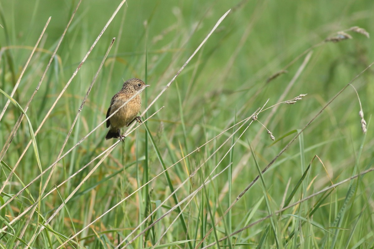 European Stonechat - Grzegorz Burkowski