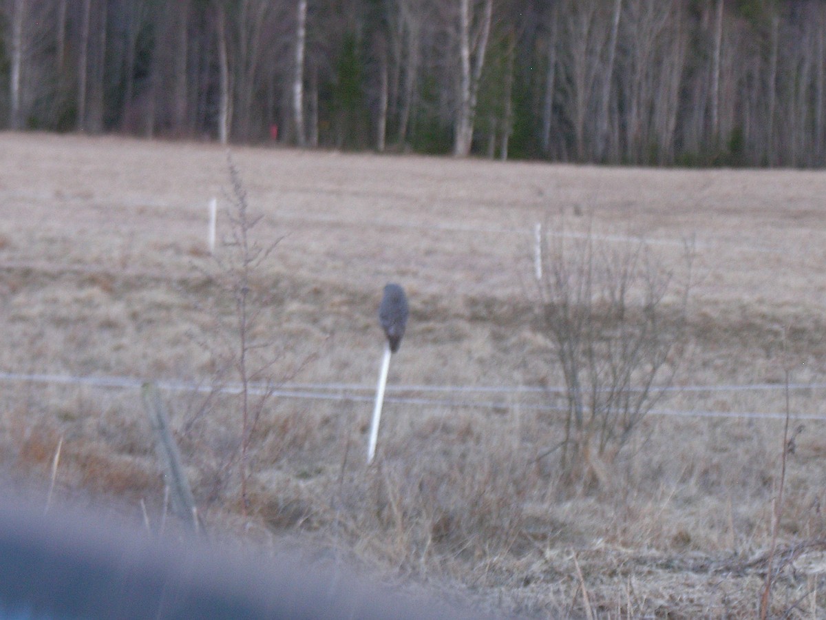 Great Gray Owl - ML618715619