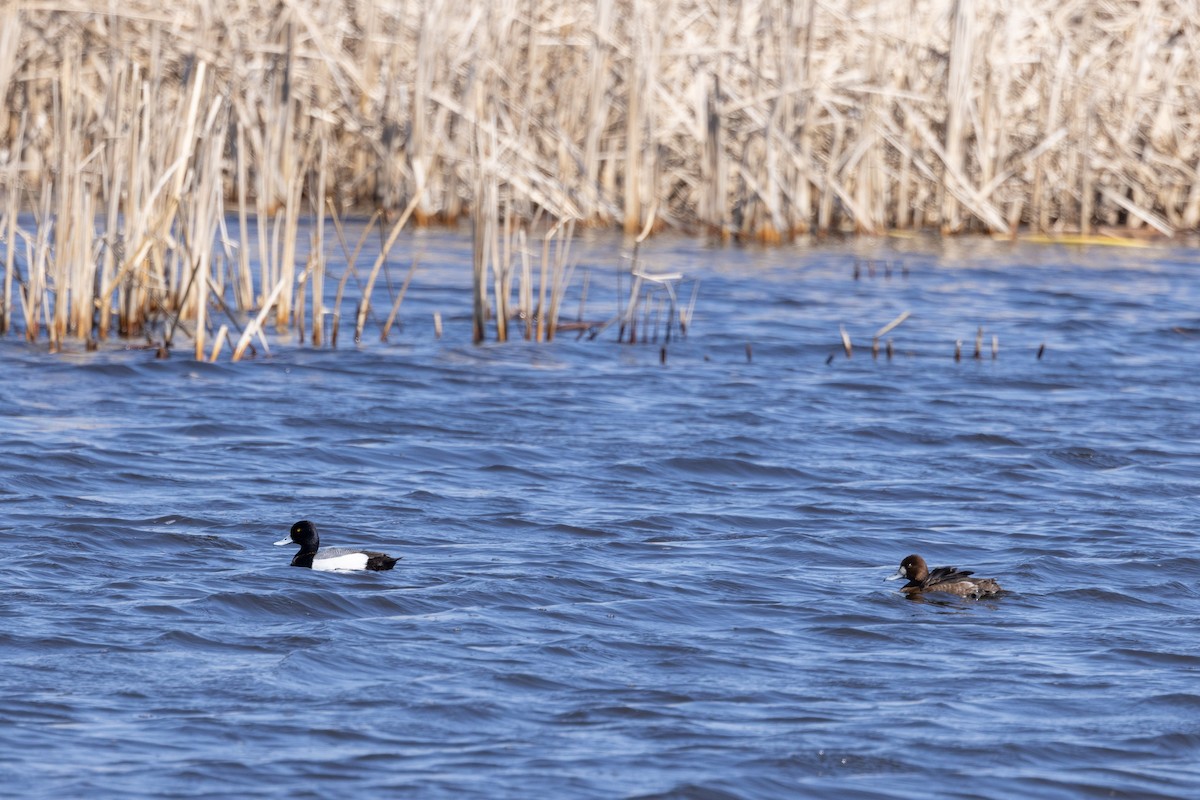 Lesser Scaup - ML618715646