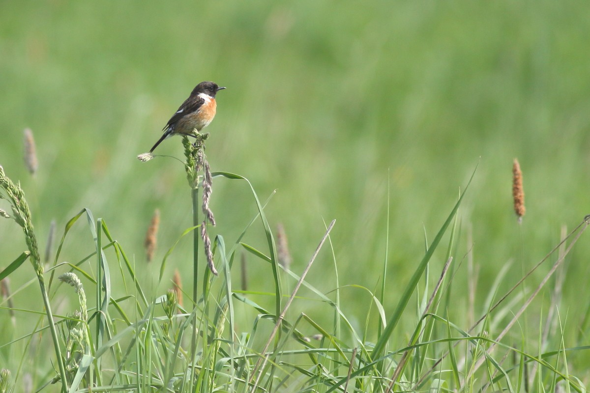 European Stonechat - Grzegorz Burkowski