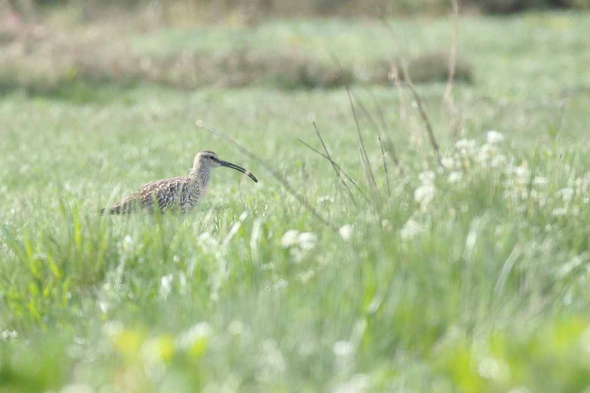 Whimbrel - ML618715671