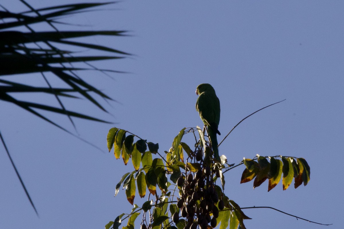 Rose-ringed Parakeet - John Bruin