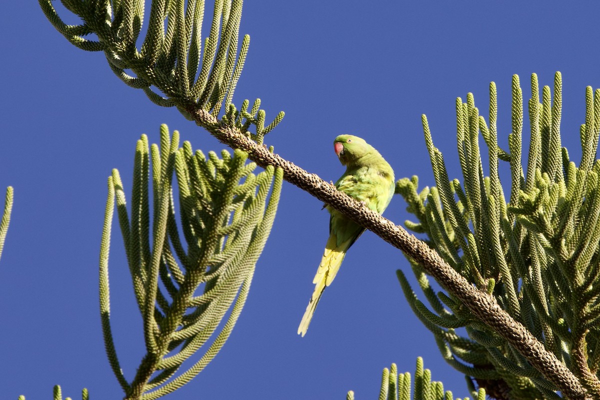 Rose-ringed Parakeet - John Bruin