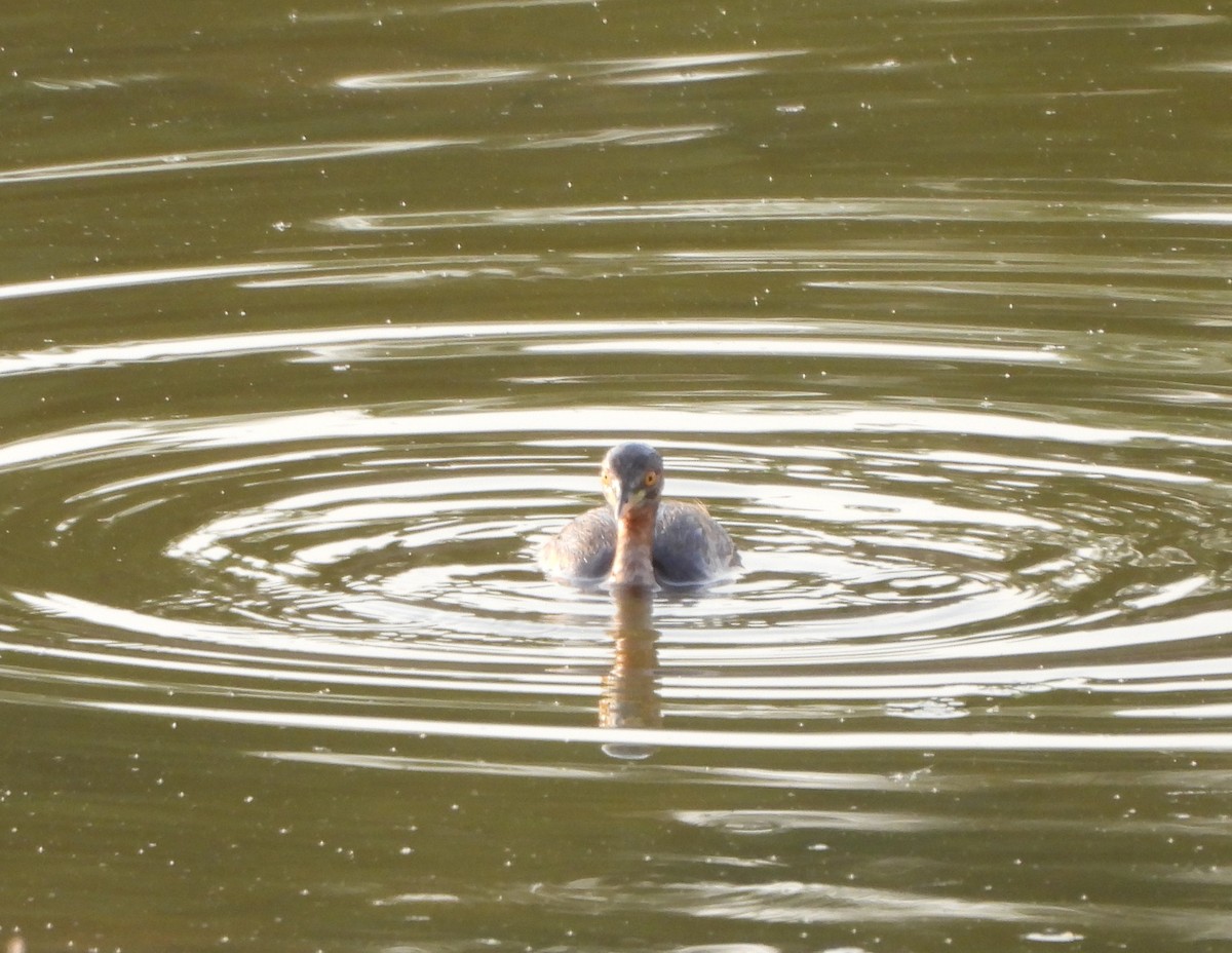 Little Grebe - ML618715742