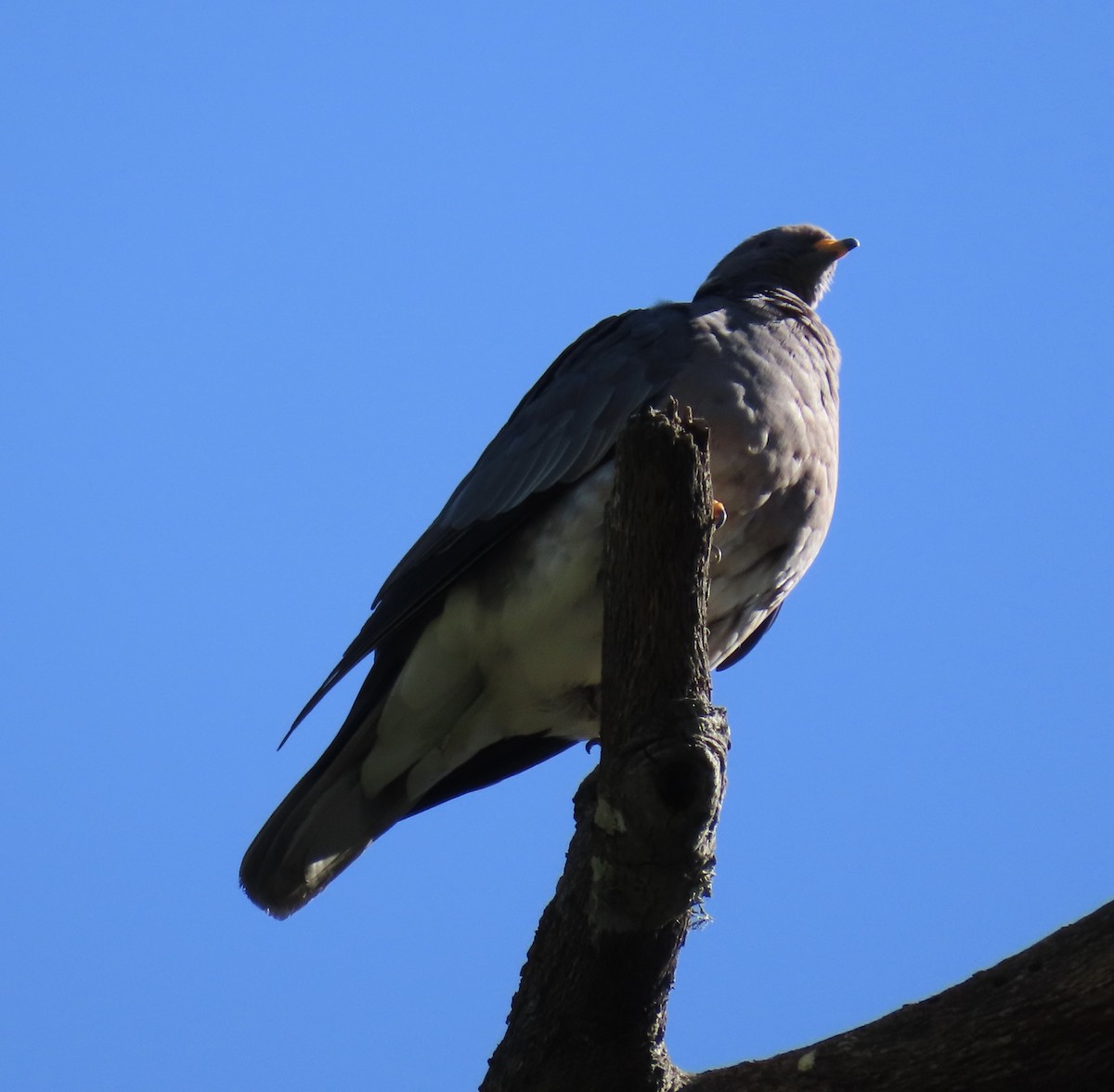 Band-tailed Pigeon - Scott Inman