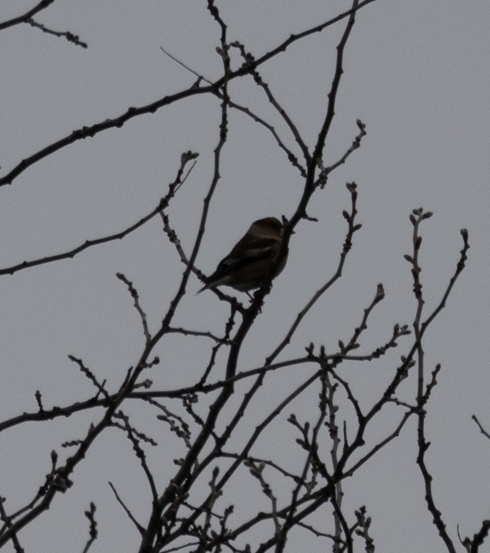 Hawfinch - ML618715804