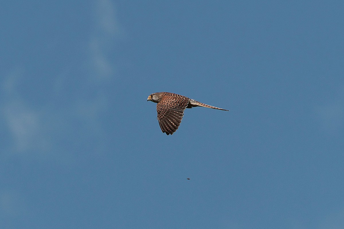 Eurasian Kestrel - ML618715806